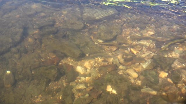 Brook lamprey at the shallow river. Don basin, Russia. 4K