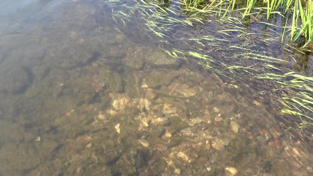 Brook lamprey (Eudontomyzon mariae) at the shallow river. Don basin, Russia. 4K