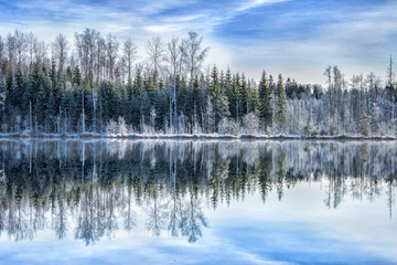 Beautiful Latvian forest reflection in blue lake in cold winter morning