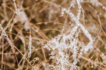 Frosty morning dew drops on a meadow plants 