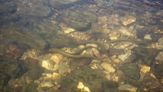 Brook lamprey at the river. 4K