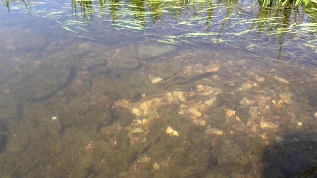 Brook lamprey at the river. Don basin, Russia. 4K
