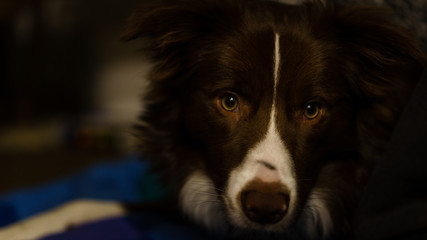bordercollie dog an a green and blue blanket