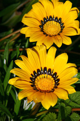 yellow gazania