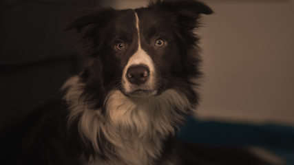 bordercollie dog an a green and blue blanket