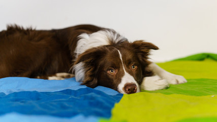 bordercollie dog an a green and blue blanket