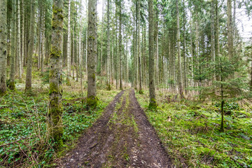 Path through trees in Black Forest