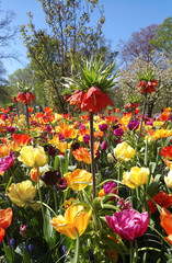 Fototapeta na wymiar Colorful flower field in the Netherlands