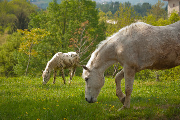 Two horses grazing