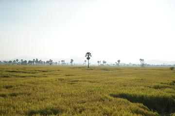 Palm tree at center of field in countryside of Thailand.