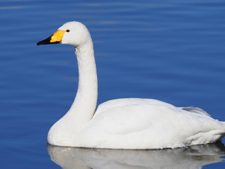 Whooper swan