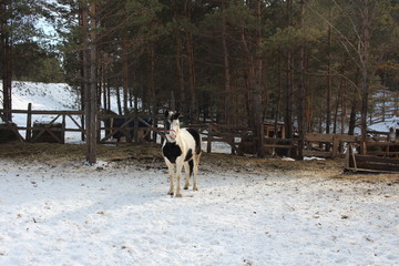 a horse walks on the street in the forest in winter in a paddock on a farm in the snow