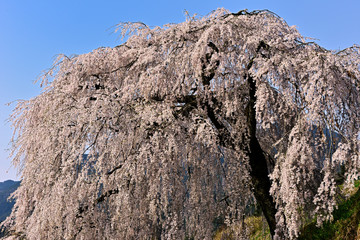 満開に枝垂れる岩太郎桜