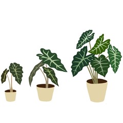 Growing an alocasia plant. Vector illustration.