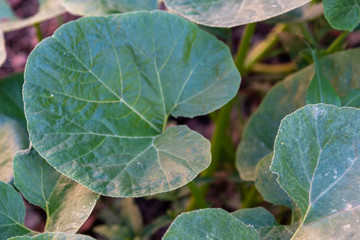 Cucurbita pepo leaves in the backyard of the house