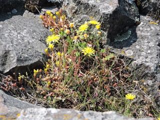 flowers on rock in Finland