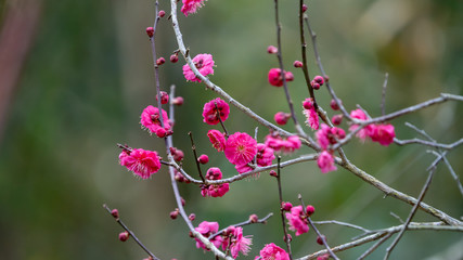 梅の花