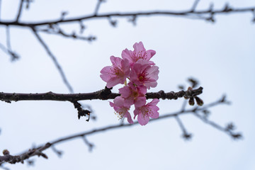 河津桜
