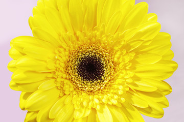 Close-up bud gerbera natural flower with yellow colored petals. Macro of blossom flower. Beauty of nature.