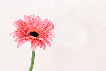 Gentle pink gerbera flower close up. Natural flowery background with copy space for congratulations. Greeting card for Valentines Day. Selective focus.