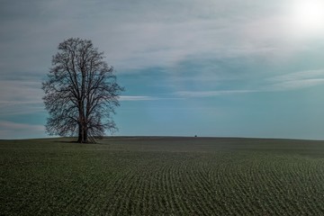 Fototapeta na wymiar Lonely tree in field landscape