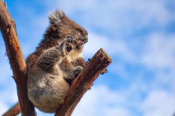 Severe rough koala with an elongated paw and a well-visible long claw against the blue sky.