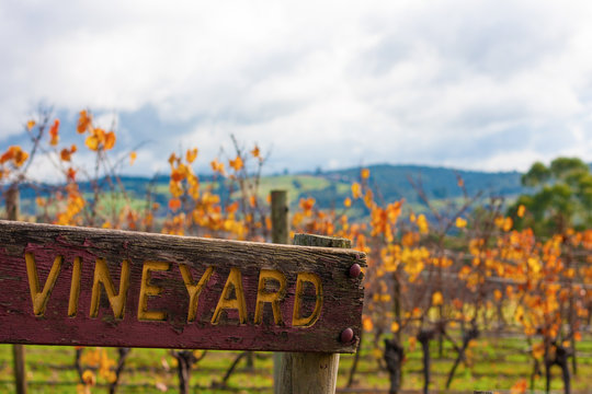 Valley with vineyards in autumn and beautiful old wooden plank in the foreground