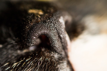 Wrinkled cat nose close-up. Domestic cat, nose in magnification.