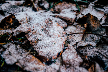 Fallen dry leaves and hoarfrost. Winter background