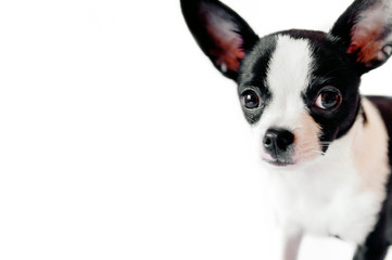 black and white dog looking at the camera on a white background, free space