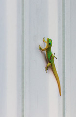 Gekko