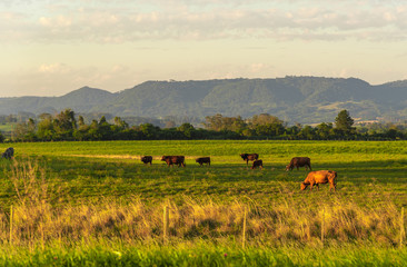 Fototapeta na wymiar Dawn at extensive cattle farm in southern Brazil