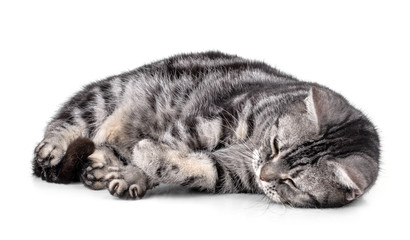 Cat  isolated on white background