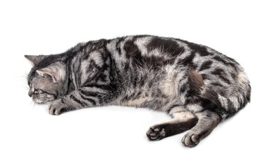 Cat  isolated on white background