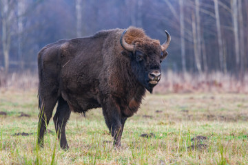 Bisons on a meadow in the Bialowieza National Park.