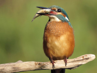 Common Kingfisher (Alcedo atthis) european kingfisher bird in natural habitat, close up photo with blurry background