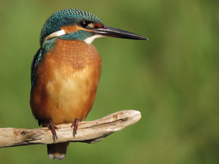 Common Kingfisher (Alcedo atthis) european kingfisher bird in natural habitat, close up photo with blurry background