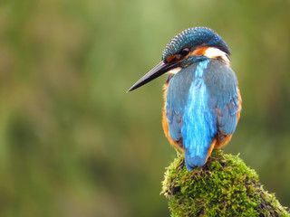 Common kingfisher (Alcedo atthis)