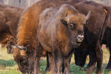 Bisons on a meadow in the Bialowieza National Park. © bchyla
