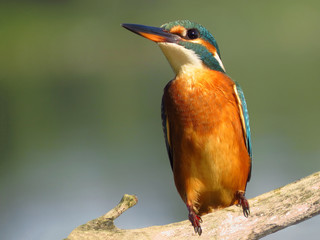 Common Kingfisher (Alcedo atthis) european kingfisher bird in natural habitat, close up photo with blurry background