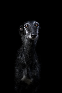 Lowkey Portrait eines Galgo Espanol