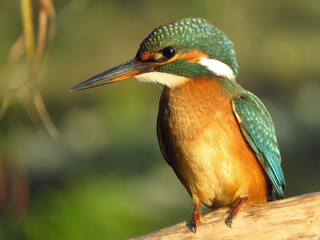 Common Kingfisher (Alcedo atthis) european kingfisher bird in natural habitat, close up photo with blurry background