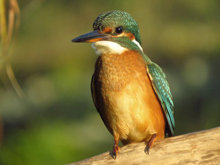 Common Kingfisher (Alcedo atthis) european kingfisher bird in natural habitat, close up photo with blurry background