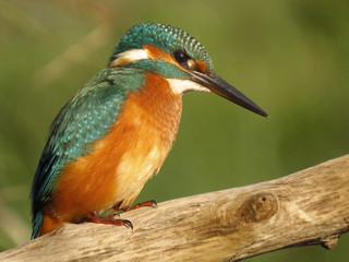 Common Kingfisher (Alcedo atthis) european kingfisher bird in natural habitat, close up photo with blurry background