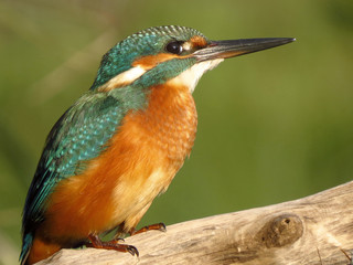 Common Kingfisher (Alcedo atthis) european kingfisher bird in natural habitat, close up photo with blurry background