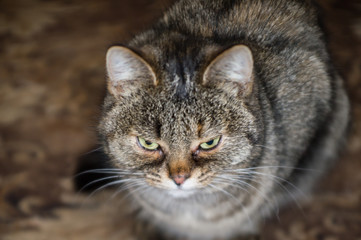 Naklejka na ściany i meble Close-up face of domestic cat with yellow eyes.