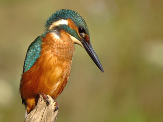 Common Kingfisher (Alcedo atthis) european kingfisher bird in natural habitat, close up photo with blurry background