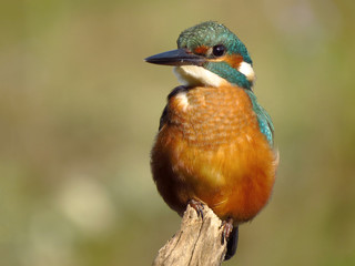 Common Kingfisher (Alcedo atthis) european kingfisher bird in natural habitat, close up photo with blurry background