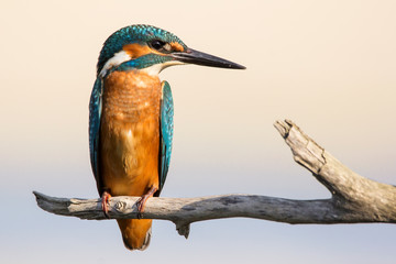Common Kingfisher (Alcedo atthis) european kingfisher bird in natural habitat, close up photo with blurry background