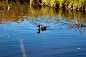 Two mallard ducks on lake